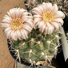 Image result for Gymnocalycium