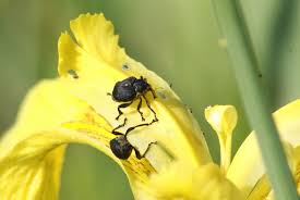 Attēlu rezultāti vaicājumam “Mononychus punctumalbum”