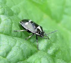 Attēlu rezultāti vaicājumam “Eurydema oleracea imago”