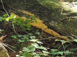 Attēlu rezultāti vaicājumam “Pycnoporellus alboluteus”