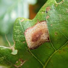 Attēlu rezultāti vaicājumam “Tischeria ekebladella”