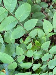 Attēlu rezultāti vaicājumam “Juglans cinerea leaf”