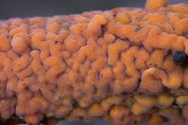 Attēlu rezultāti vaicājumam “Peniophora laurentii”