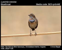 Attēlu rezultāti vaicājumam “Luscinia svecica”