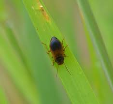 Attēlu rezultāti vaicājumam “Diachromus germanus”
