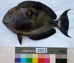 Image result for Acanthurus blochii