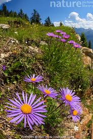 Image result for Aster alpinus