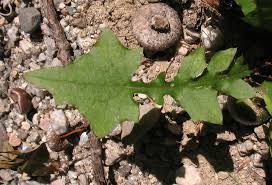 Attēlu rezultāti vaicājumam “Mycelis muralis flower”