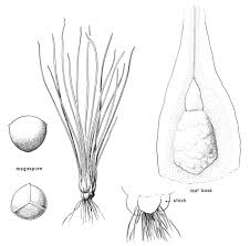 Attēlu rezultāti vaicājumam “Isoetes lacustris leaf”