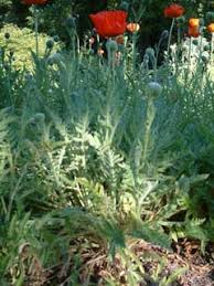 Image result for Papaver orientale