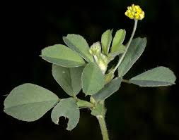 Attēlu rezultāti vaicājumam “Medicago lupulina”