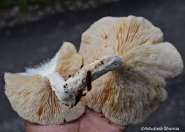 Attēlu rezultāti vaicājumam “Lentinus lepideus”