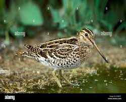 Image result for Gallinago media