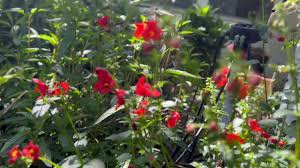 Image result for Alonsoa liniflora