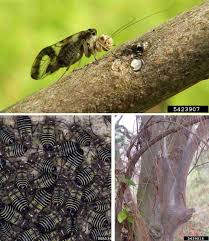 Attēlu rezultāti vaicājumam “Liceaceae”