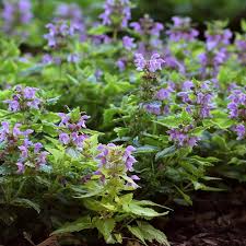 Attēlu rezultāti vaicājumam “Lamium”