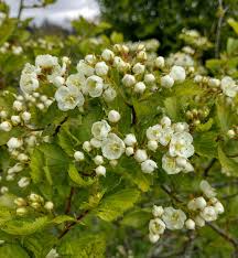 Attēlu rezultāti vaicājumam “Crataegus macracantha”