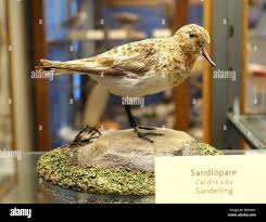 Attēlu rezultāti vaicājumam “Calidris alba”