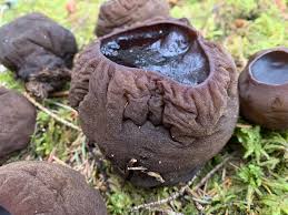 Attēlu rezultāti vaicājumam “Sarcosoma globosum”