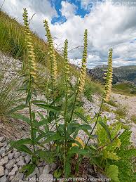 Image result for Digitalis lutea