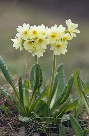 Image result for Primula elatior