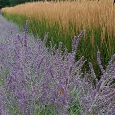 Attēlu rezultāti vaicājumam “Calamagrostis purpurea flower”