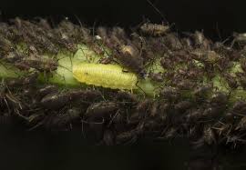 Attēlu rezultāti vaicājumam “Uroleucon cirsii”