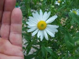 Image result for Leucanthemella serotina