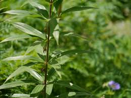 Attēlu rezultāti vaicājumam “Polygonatum verticillatum”