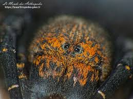 Attēlu rezultāti vaicājumam “Phylloneta cocoon”