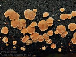 Attēlu rezultāti vaicājumam “Aleurodiscus amorphus”