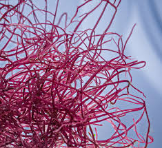 Attēlu rezultāti vaicājumam “Diderma montanum var. album macro”