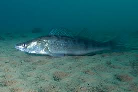 Image result for Sander lucioperca