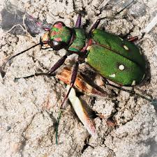 Attēlu rezultāti vaicājumam “Cicindela campestris”