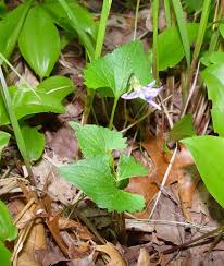 Attēlu rezultāti vaicājumam “Viola collina leaf”