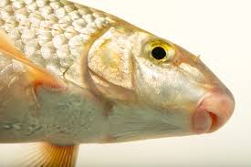 Image result for Moxostoma carinatum