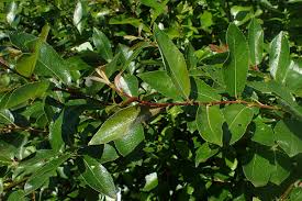 Attēlu rezultāti vaicājumam “Salix myrsinifolia leaf”