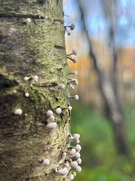 Attēlu rezultāti vaicājumam “Phleogena faginea young”