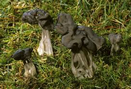 Attēlu rezultāti vaicājumam “Helvella”