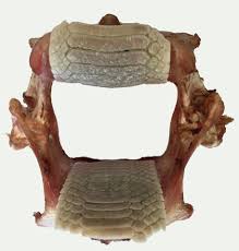 Image result for Myliobatis freminvillei