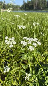 Attēlu rezultāti vaicājumam “Oenanthe aquatica flower”