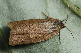 Attēlu rezultāti vaicājumam “Aphelia viburniana”