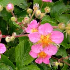 Attēlu rezultāti vaicājumam “Fragaria x ananassa flower”