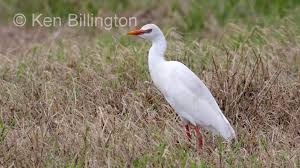 Attēlu rezultāti vaicājumam “Bubulcus ibis”