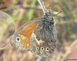Attēlu rezultāti vaicājumam “Coenonympha tullia”