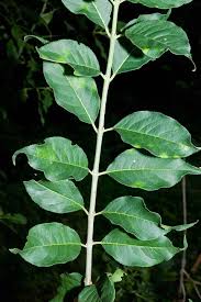 Attēlu rezultāti vaicājumam “Hordelymus europaeus leaf”