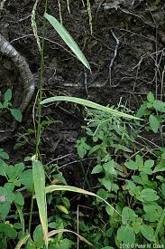 Attēlu rezultāti vaicājumam “Cinna latifolia fruit”