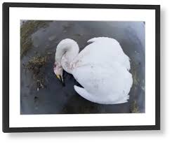 Attēlu rezultāti vaicājumam “Cygnus cygnus adult”