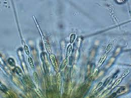 Attēlu rezultāti vaicājumam “Batrachospermum moniliforme”