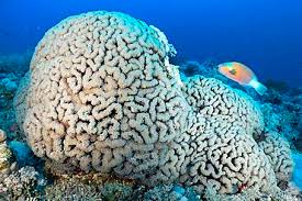 Image result for Chlorurus sordidus